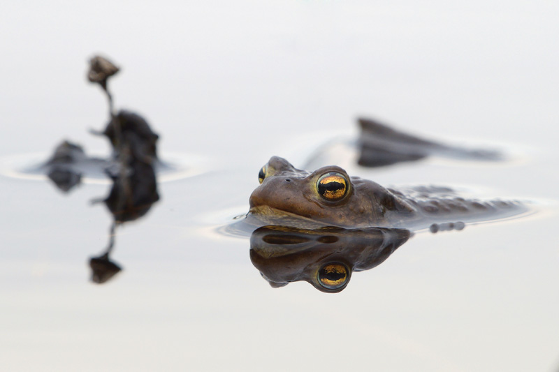 Тест зеркальный фотокамеры Sony SLT-A57 - серая жаба
